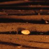 edoardo_silvestroni_8_20131213_1434584402